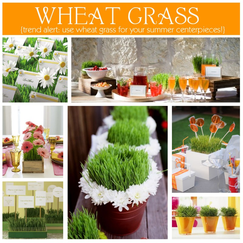 wheatgrass decor ideas